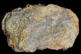 Fossil Hadrosaur Phalange (Toe) - Montana #106862-1